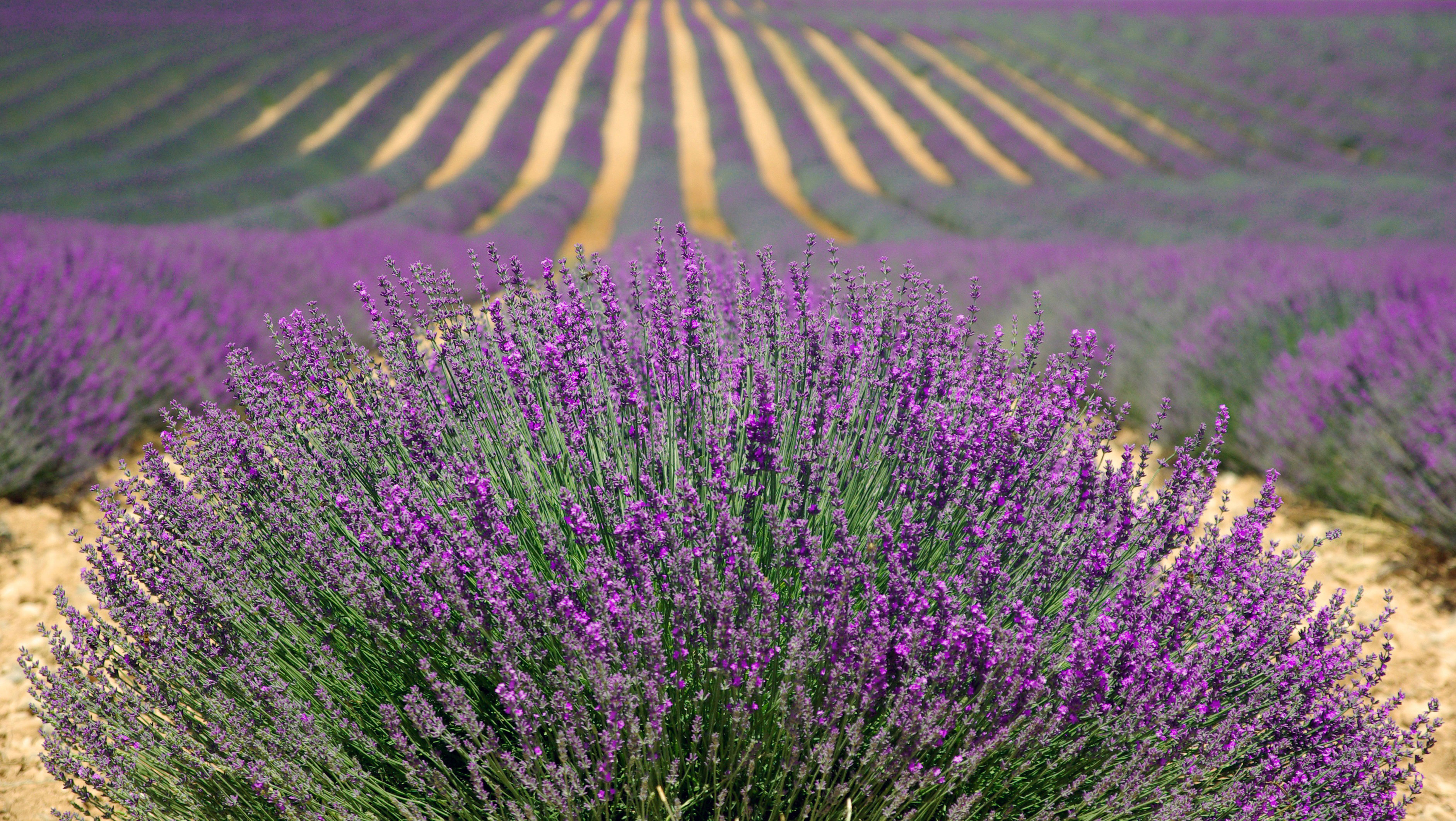 Lavender Fields